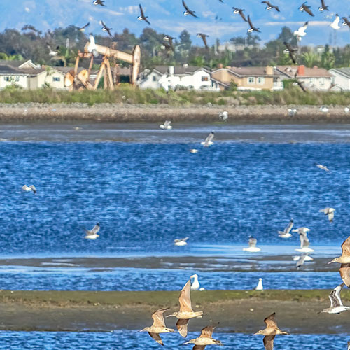 estuary and birds near industrial and suburban areas - 2 of 4