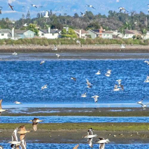 estuary and birds near industrial and suburban areas - 3 of 4