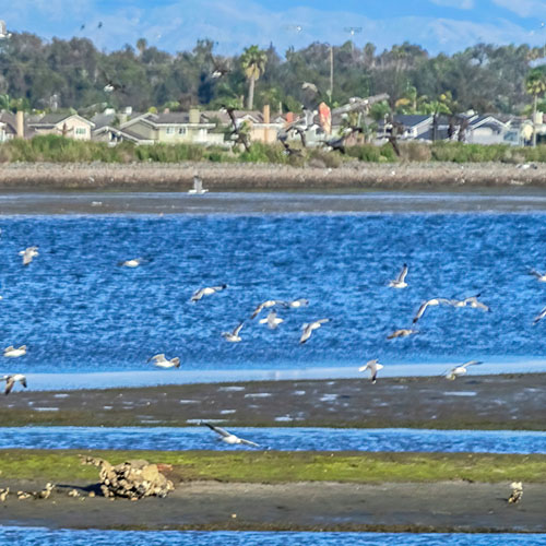 estuary and birds near industrial and suburban areas - 4 of 4