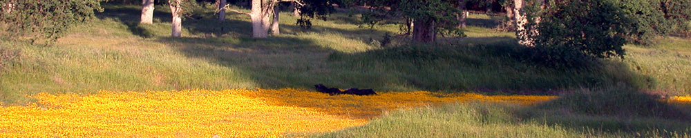 vernal pool blooming with yellow flowers