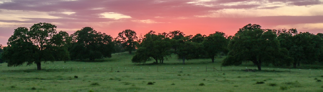 oak trees with sunset