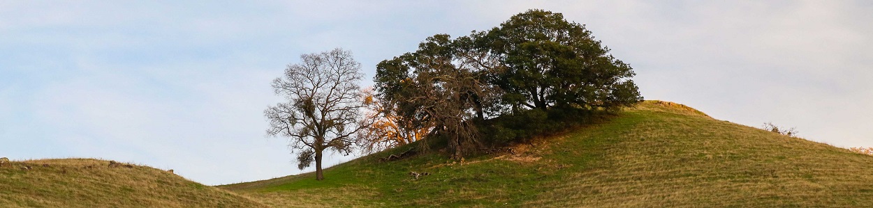a tree covered hilltop