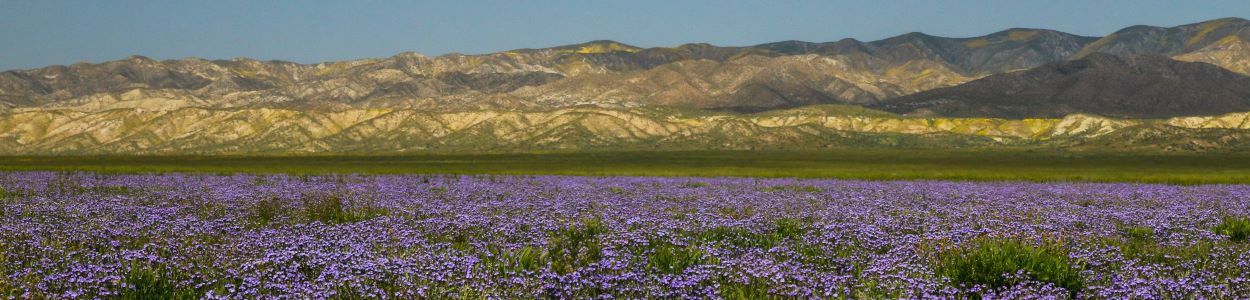 a field of purple wildflowers and distant hills