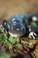 Dark, spotted salamander