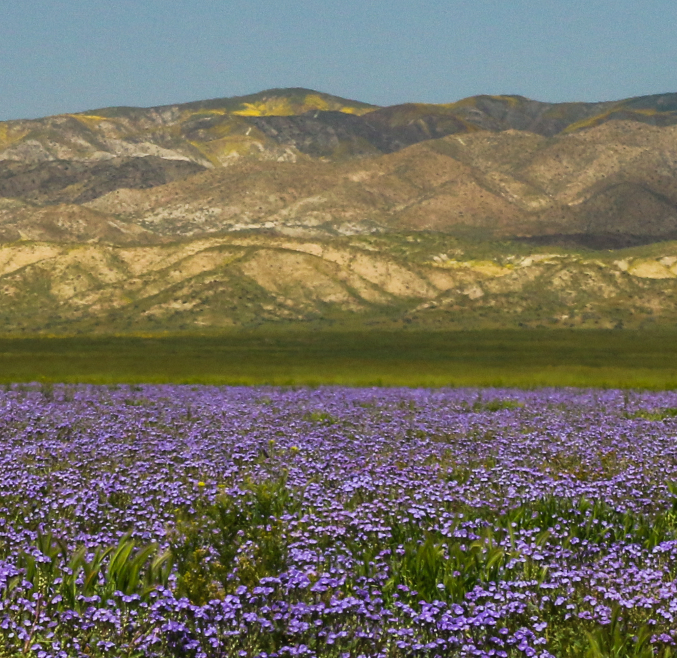 Field of purple flowers with mountains