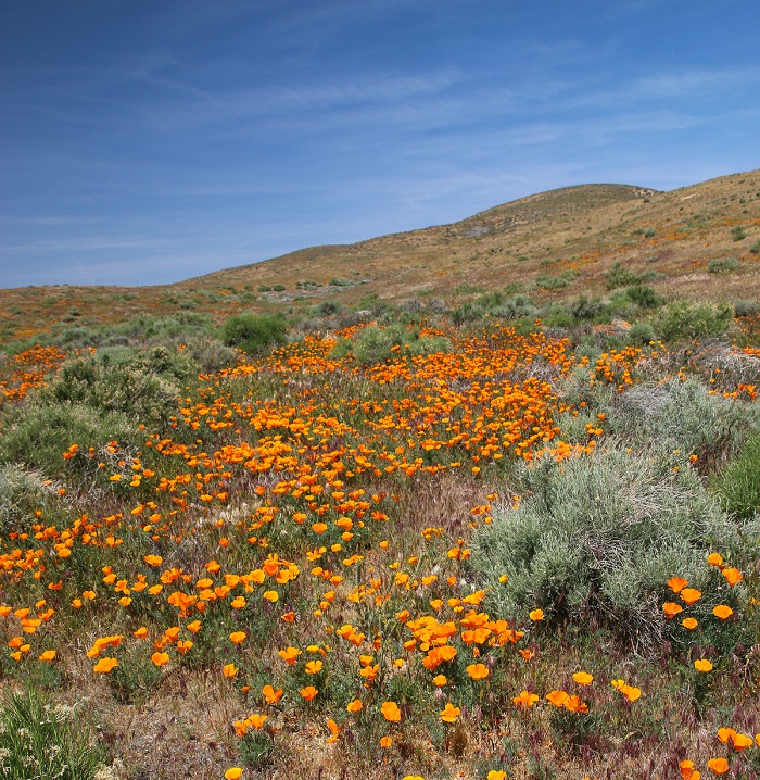 golden poppies on rolling hills