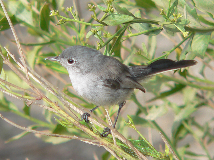 gray bird perched in shrub