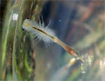 Conservancy fairy shrimp