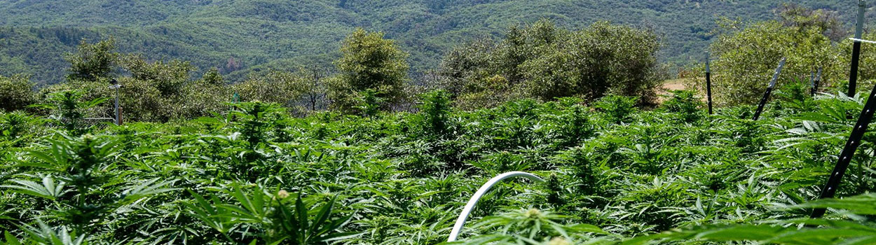 field of cultivated cannabis