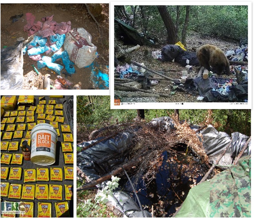 Imapcts of illegal Cannabis cultivation Example of large amounts of concentrated fertilizers at a trespass site (top left), pre-reclamation photo of a black bear rummaging through trash at a camp (top right), example of anticoagulant rodenticide discovered at a site (bottom left), and lined cistern capable of storing 9,116 gallons (bottom right)
