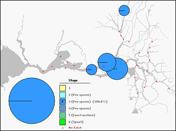 thumbnail of mapped trawl survey data
