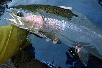 steelhead trout; CDFW photo by Jeff Weaver