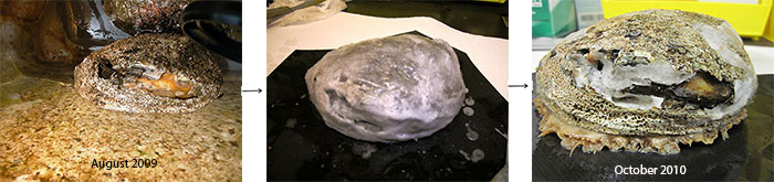 Abalone undergoing wax treatment