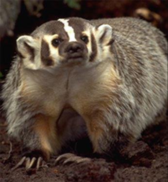 Photo of Badger by Gerald and Buff Corsi