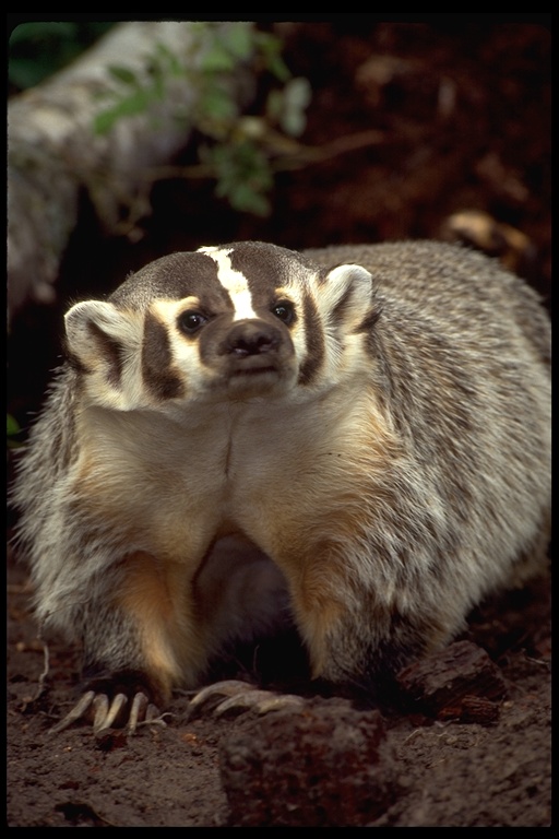 Photo of Badger by Gerald and Buff Corsi