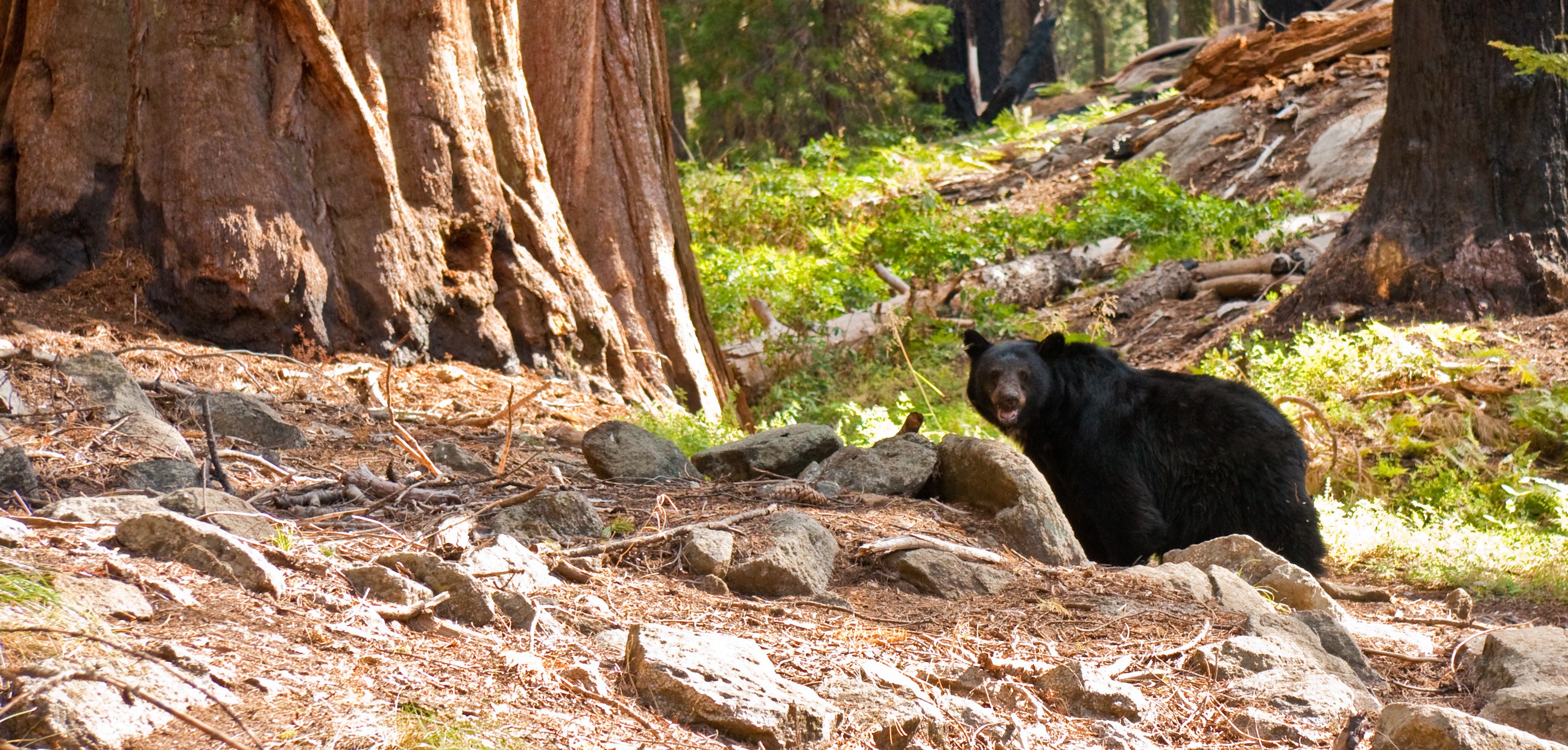 Black bear standing among rocks beside a giant sequoia trunk in a sunlit forest.