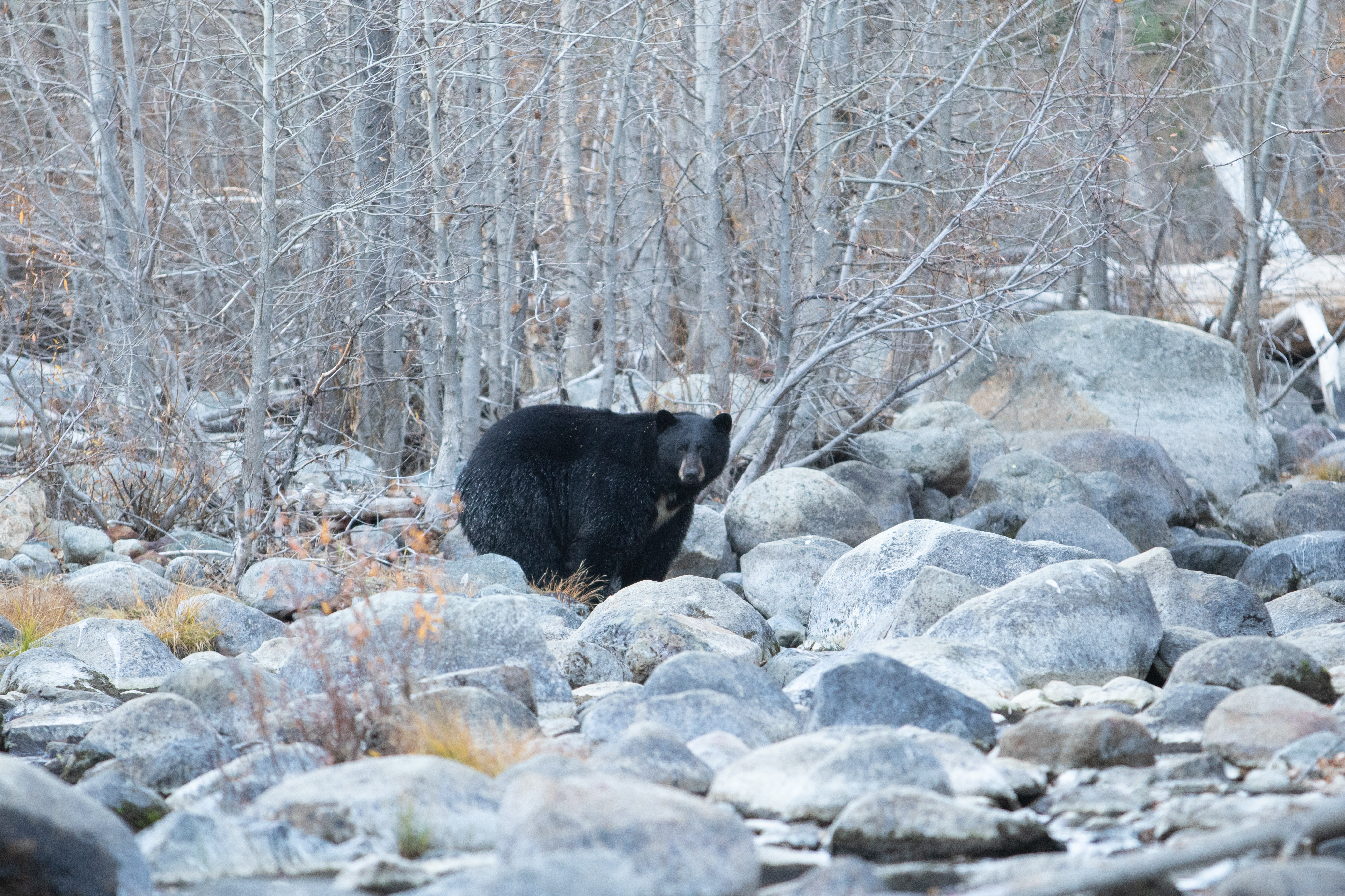 Black bear standing on a rocky riverbank in front of leafless trees.