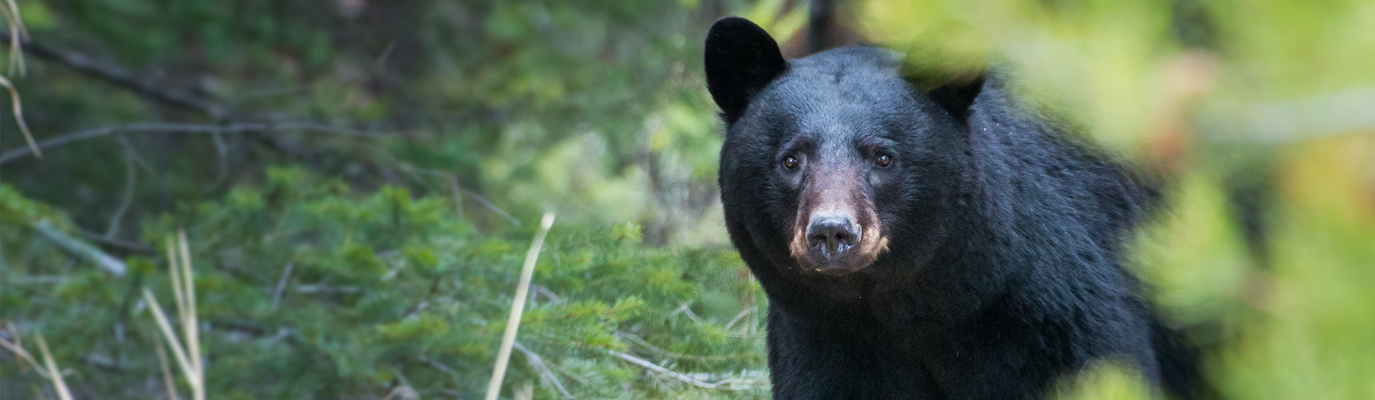 a bear in the forest