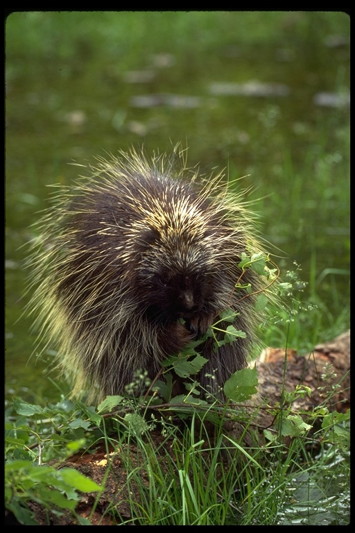 porcupine foraging