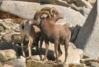 Two rams on boulders