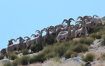 Large ram group on Mount Baxter winter range.