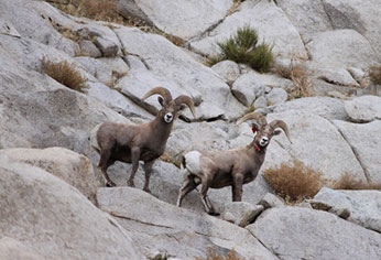 A group of ewes at the metamorphic - granitic boundary common in Pine Creek