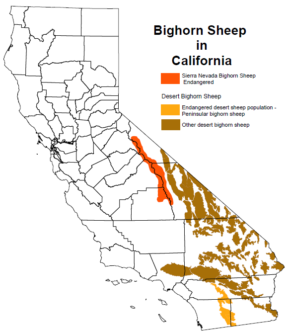 map of california showing Sierra Nevada bighorn sheep along sothern Sierra Nevada mountains, peninsular desert bighorn sheep along central mountains of Riverside and San Diego counties, and other bighorn sheep across many mountain ranges in southeastern California