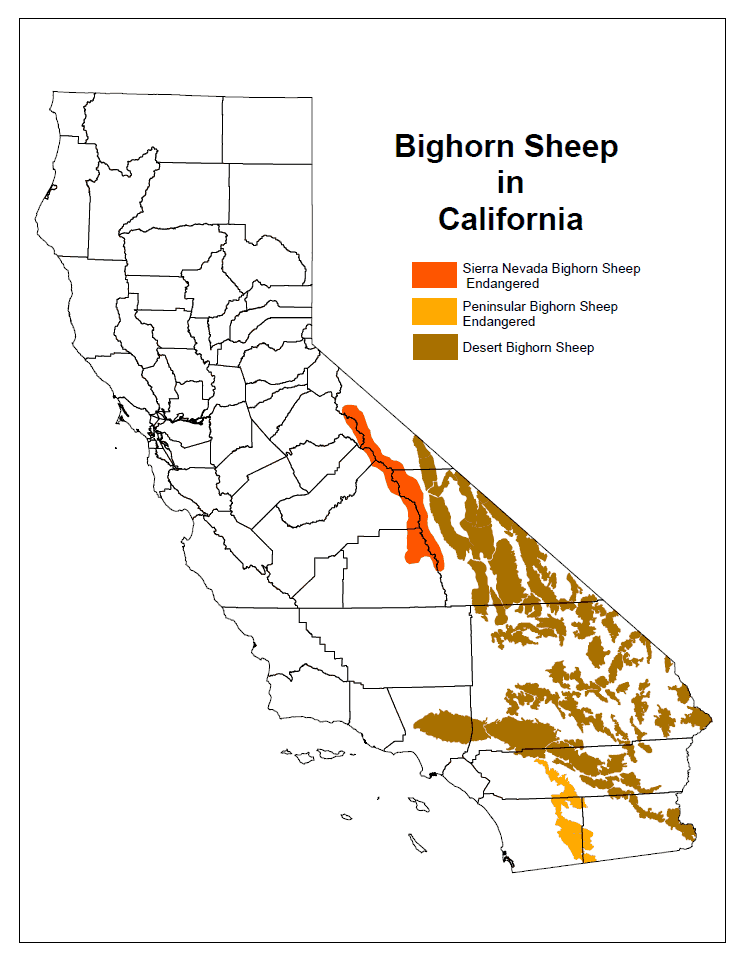 Bighorn Sheep Distribution in California