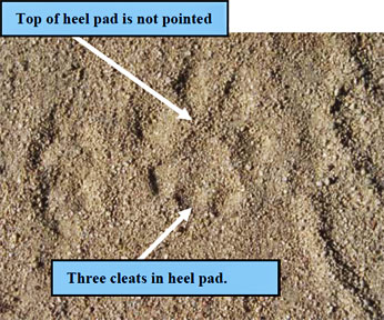 mountain lion track in sand