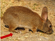 arrow pointing at back feet of small brown rabbit