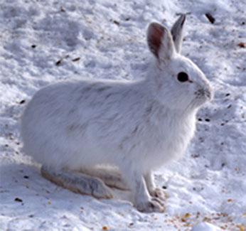 a white rabbit in the snow