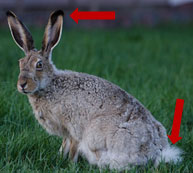 arrows pointing at long, black-tipped ears, and white fluffy tail of silver-brown jackrabbit