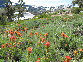 image of nature with flowers, mountains and sky Photo Credit: Holly Gellerman