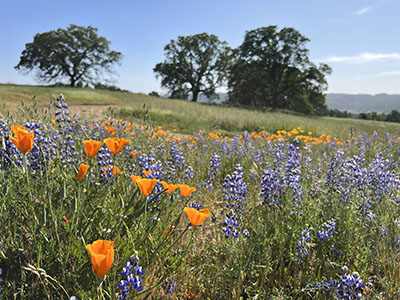 Poppies and lupines on a rolling hill with oak trees in the background