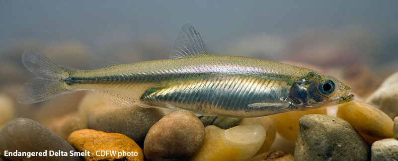 Delta Smelt - closeup of small silver fish