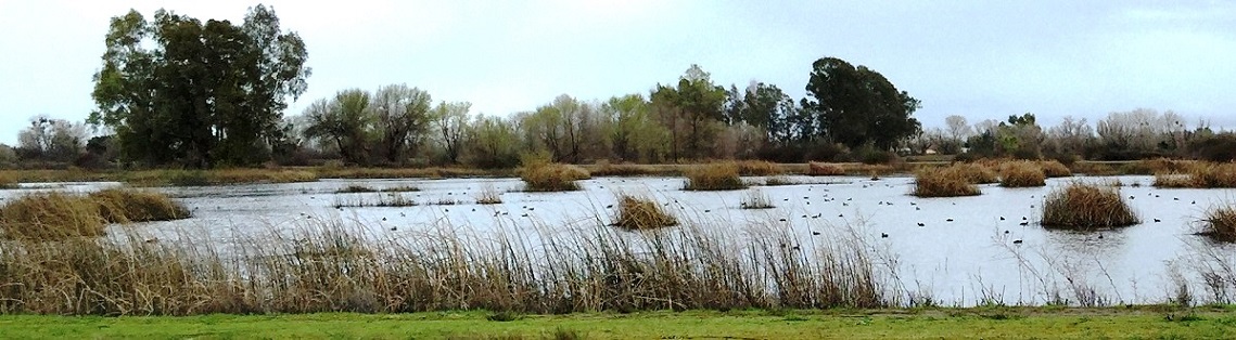 flooded seasonal wetland at Gray Lodge Wildlife Area