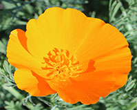 California Poppy (orange) flower