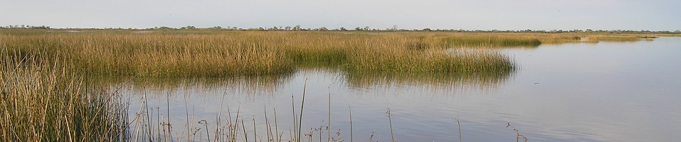 Tule Wetland