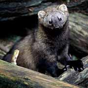 Thumbnail photo of Pacific Fisher from the USFWS that links to Johnson Meadow StoryMap - link opens in new window