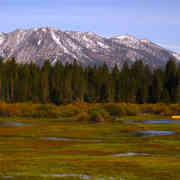 Thumbnail photo of Johnson Meadow that links to Johnson Meadow StoryMap - link opens in new window