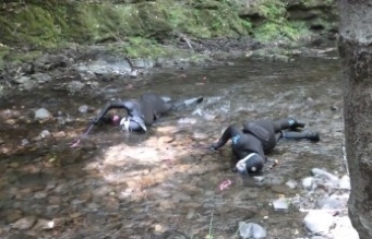 Scientists snorkeling in a riffle for salmonids at Hollow Tree Creek