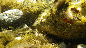 Juvenile steelhead, Big Sur River