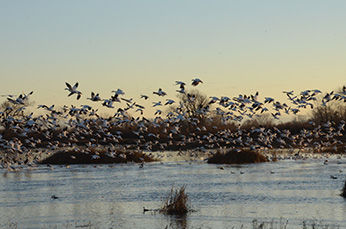 Birds flying over the water field