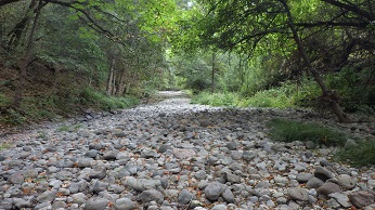 dry, rocky riverbed running through woods