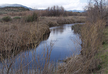 calm river runs between scrubby banks