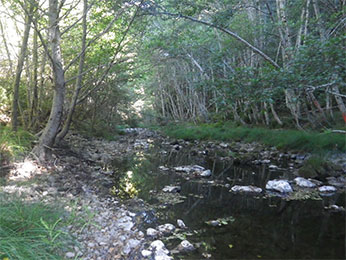 creek running through woods