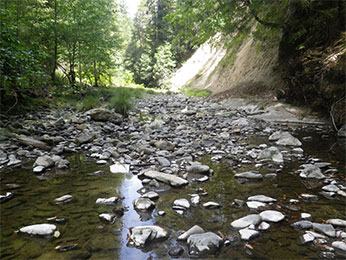 creek running through woods