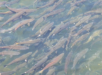 Spring-run Chinook salmon in Butte Creek