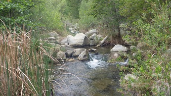 river running through grass and trees