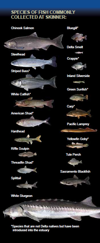 Photos of fish species commonly collected at the Skinner Fish Facility